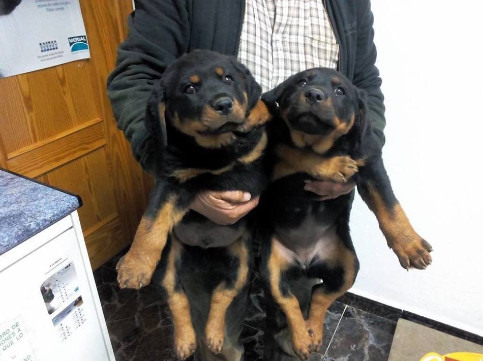 Vacunación de cachorros