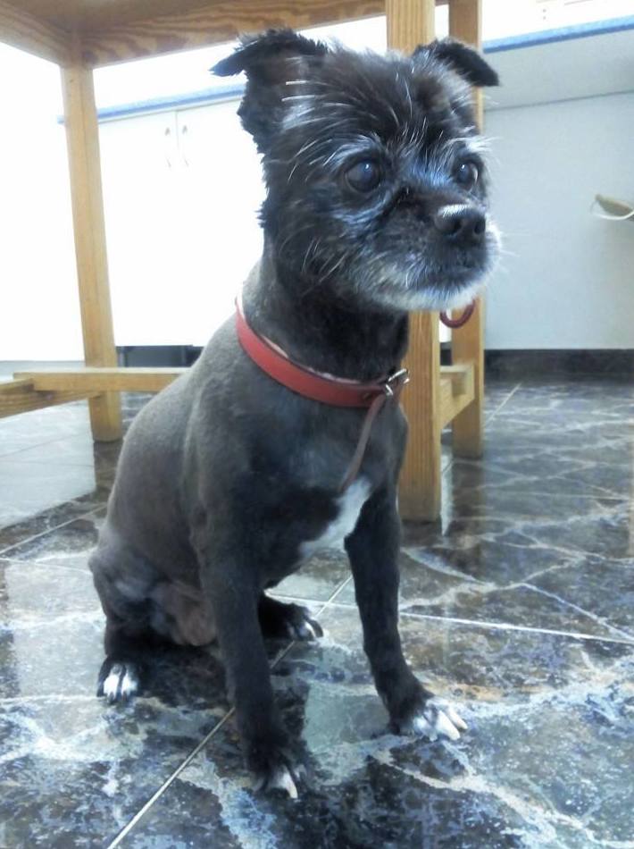 Peluquería canina