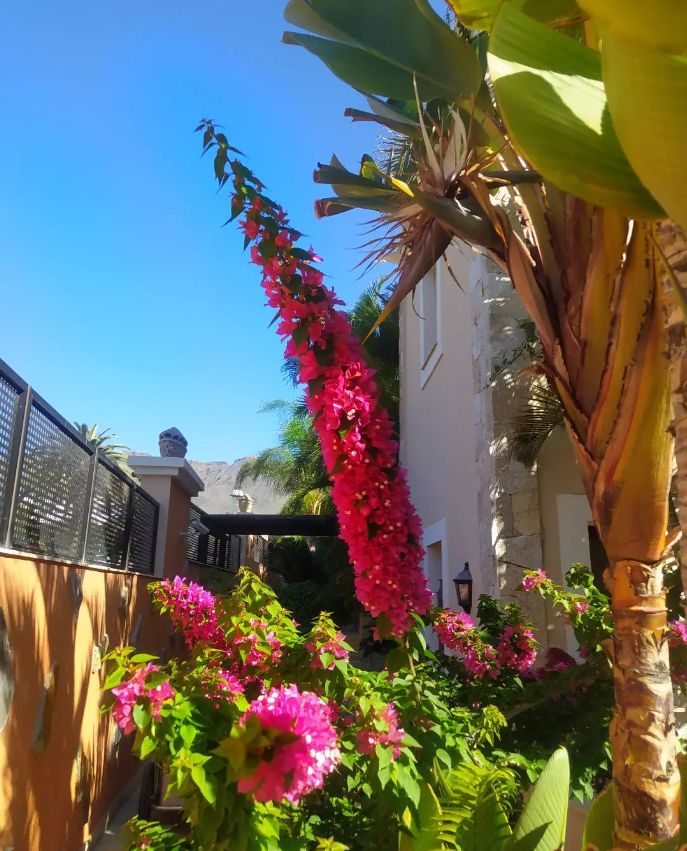 Instalación de riego en jardines en Santa Cruz de Tenerife