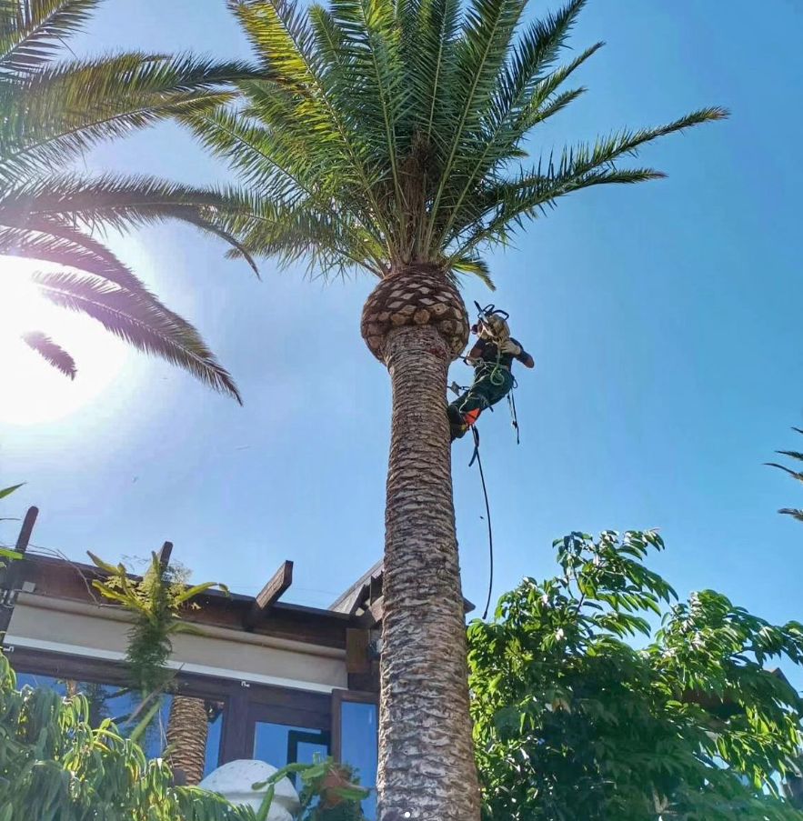 Poda de árboles y palmeras en Santa Cruz de Tenerife