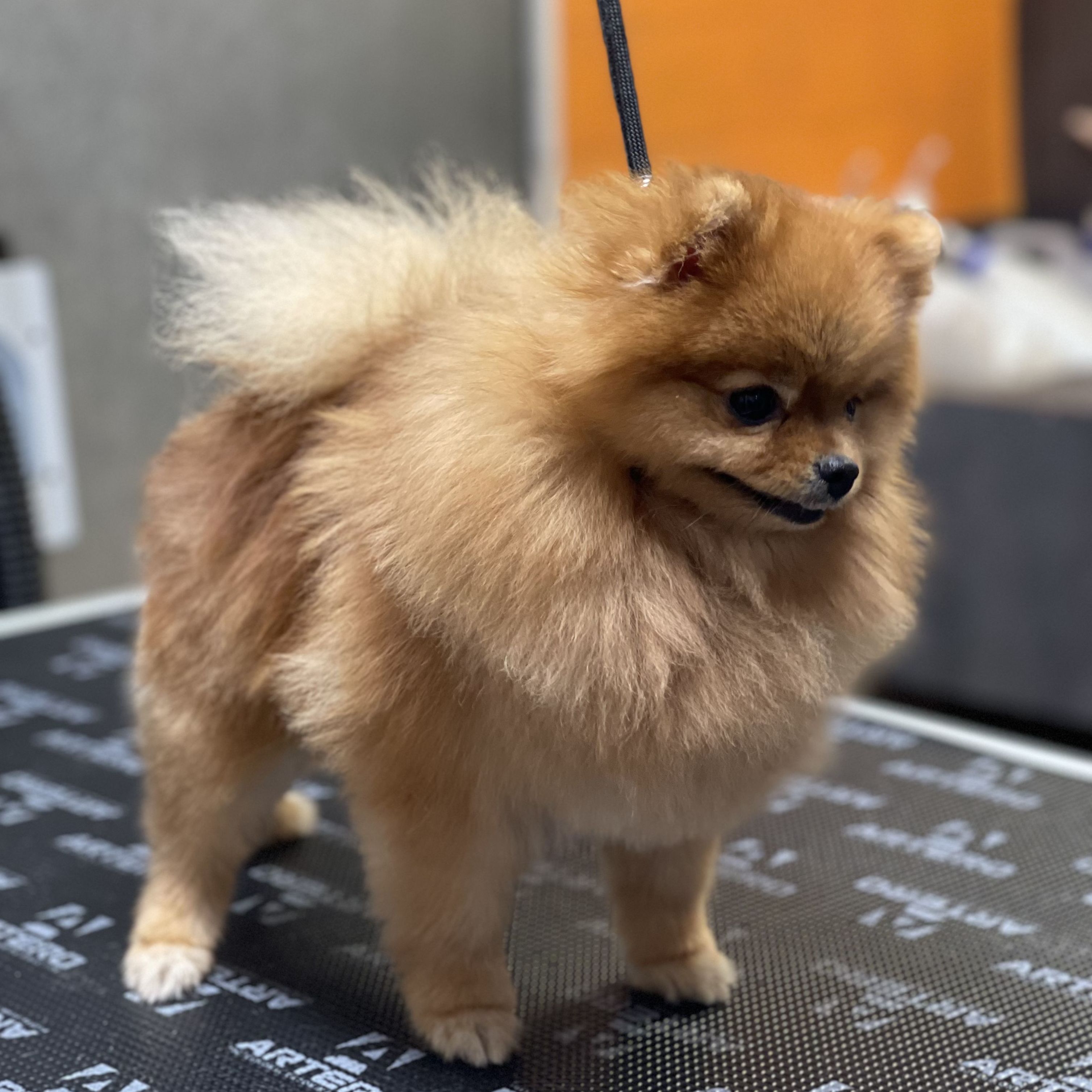 Peluquería canina Pomerania en Lovedogs