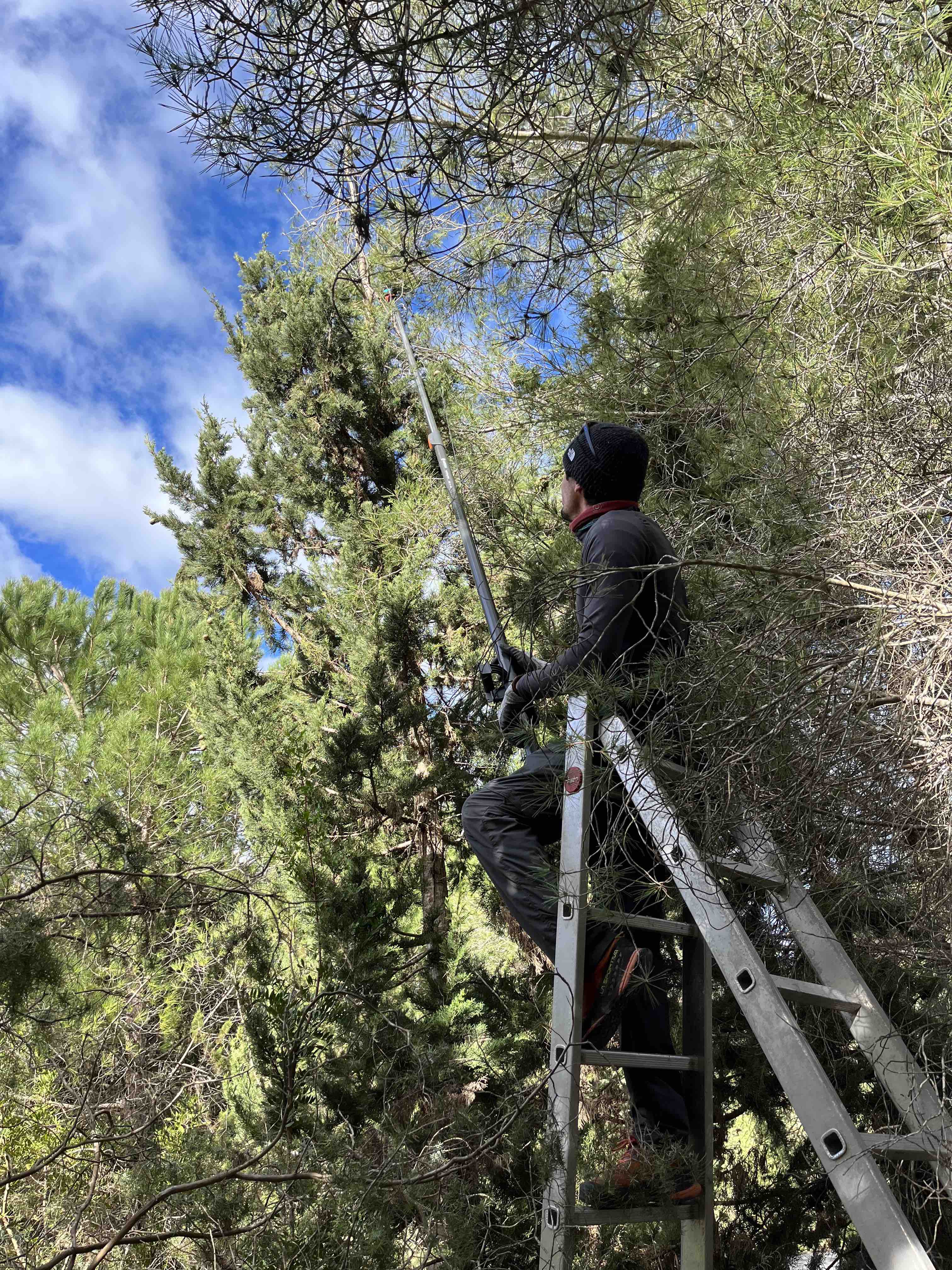 Control de plagas en Mallorca