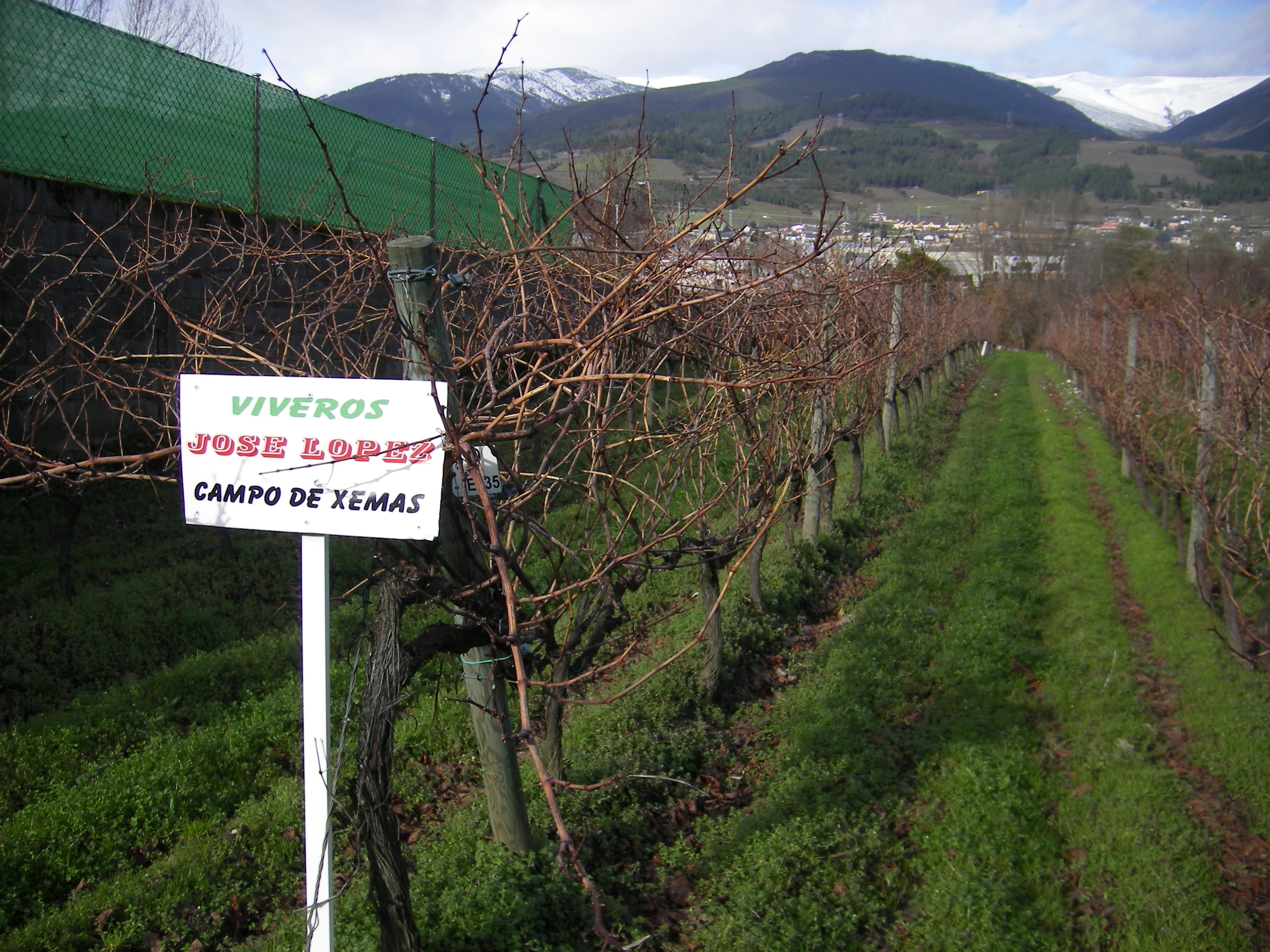 Campo de yemas certificadas de mencia y godello