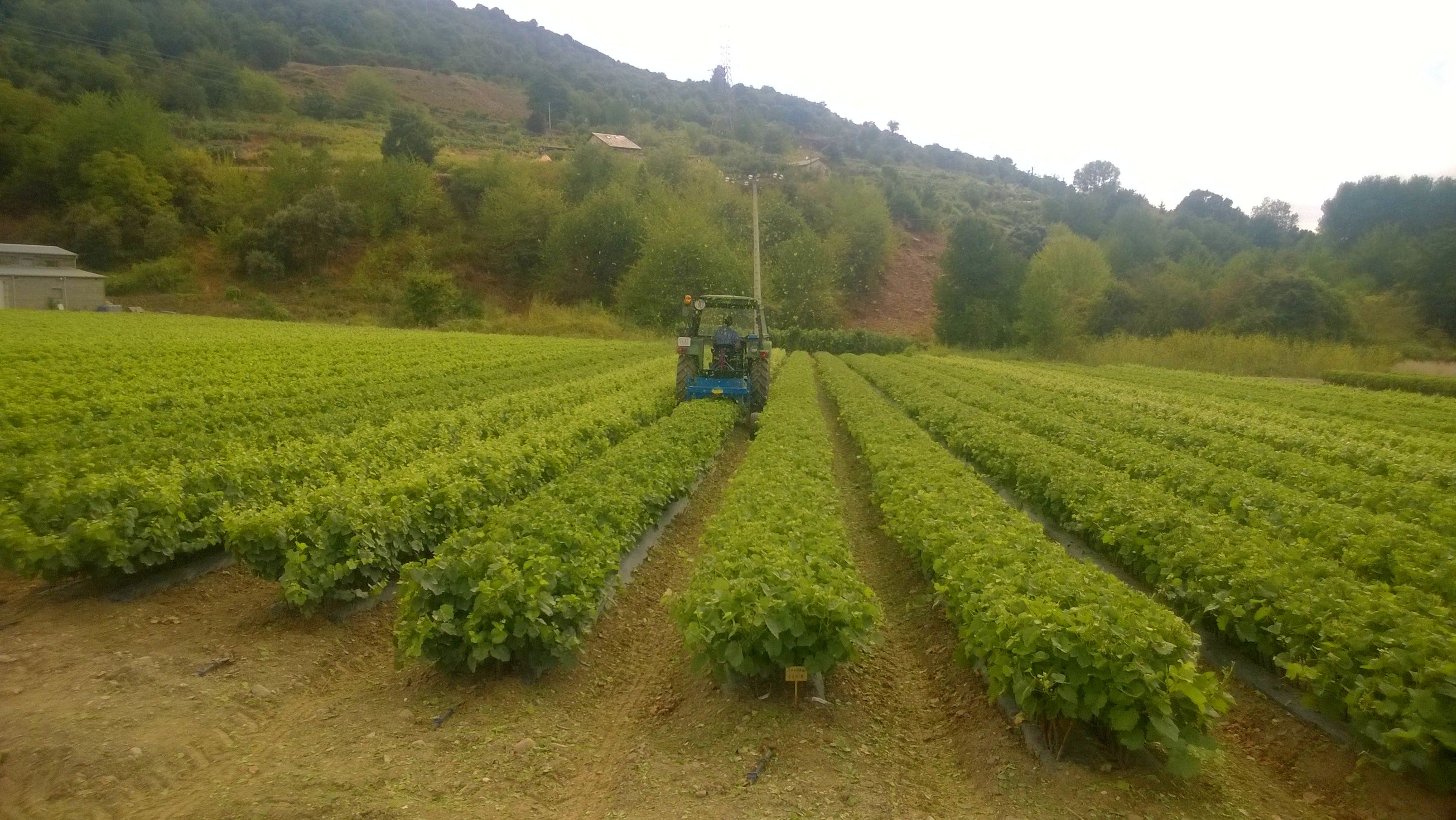 Máquina de despunte para controlar la vegetación de las plantas