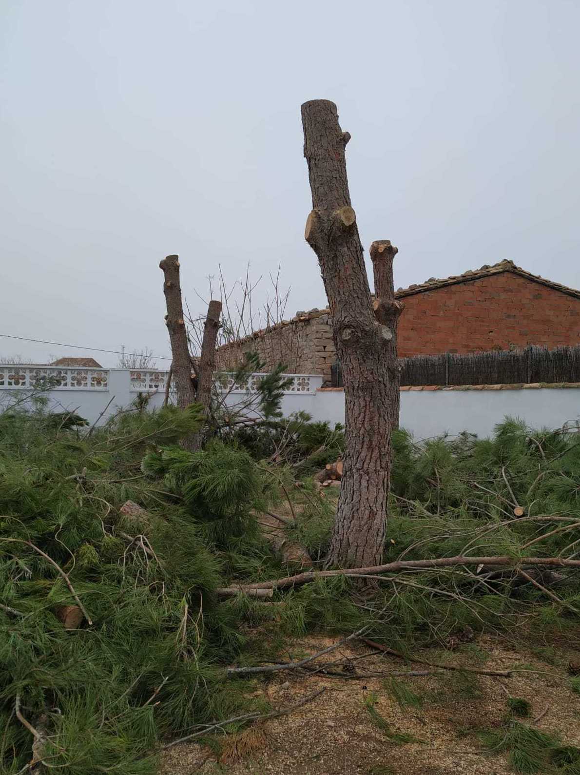 Poda con camión de pinos