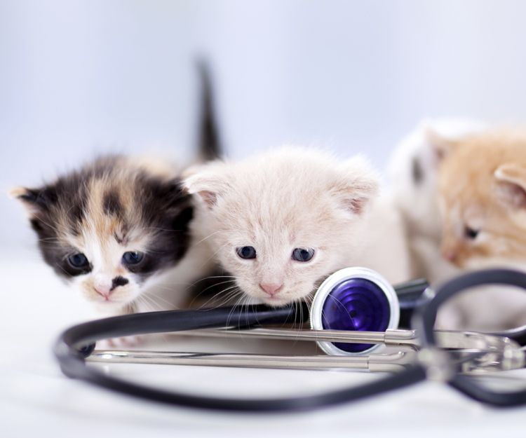 Veterinarios en Villalbilla