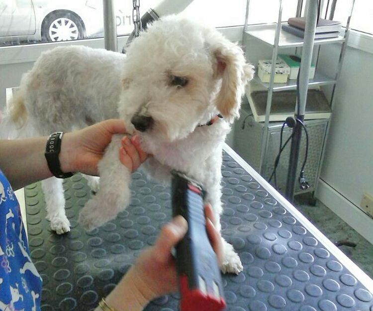 Peluquería canina en Bacelona