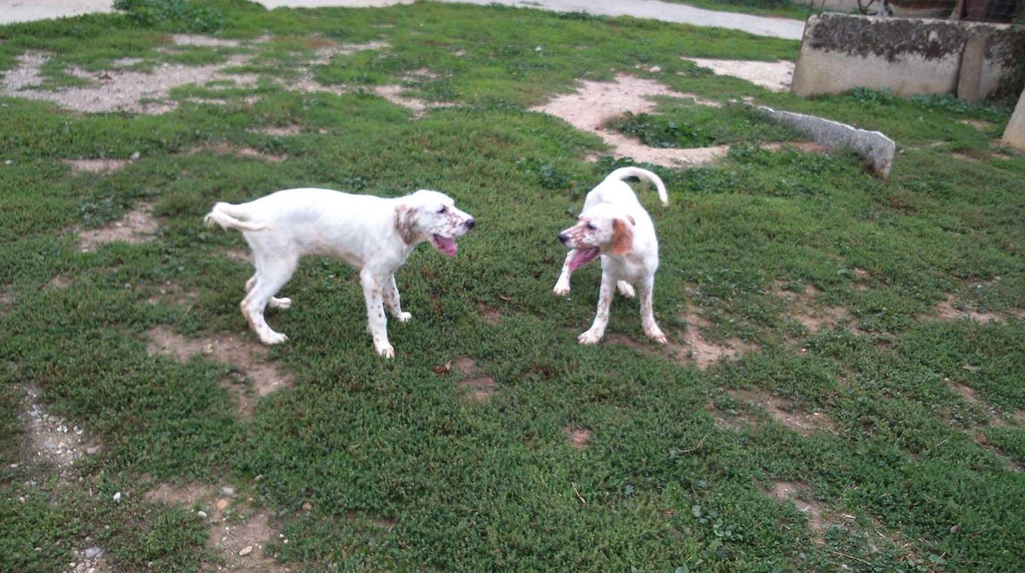 Guardería canina en Álava