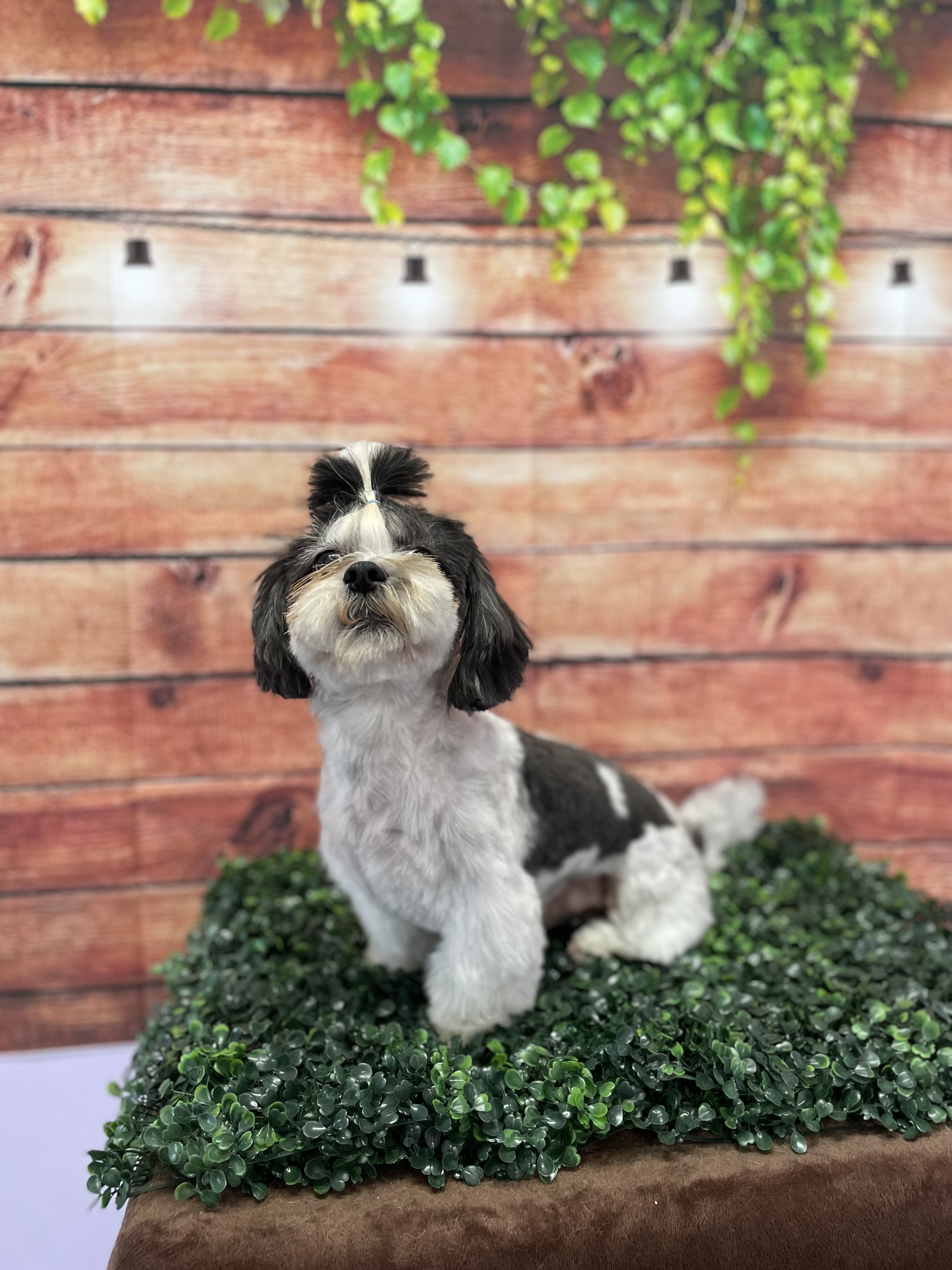 Shih tzu