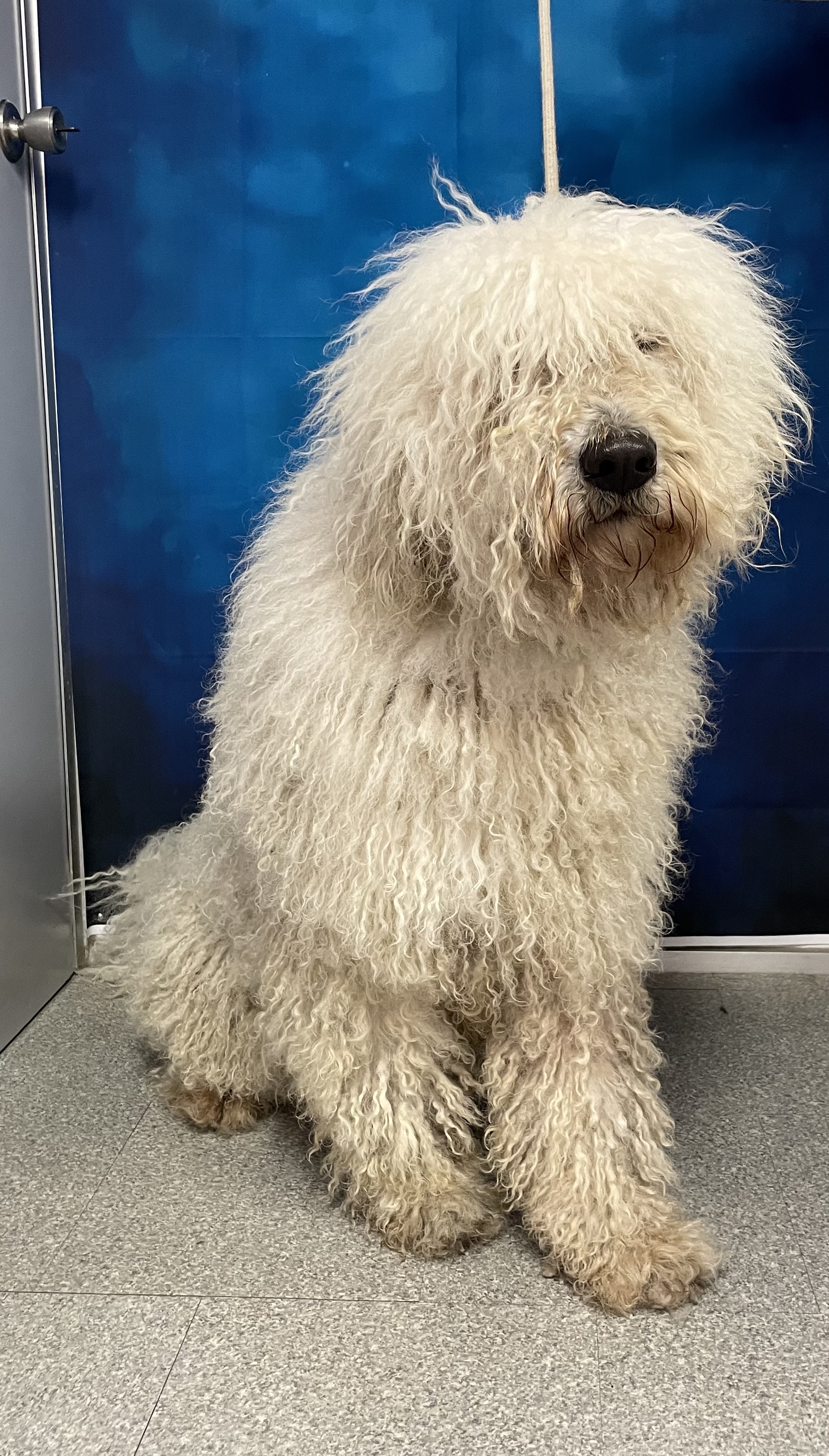 Komondor