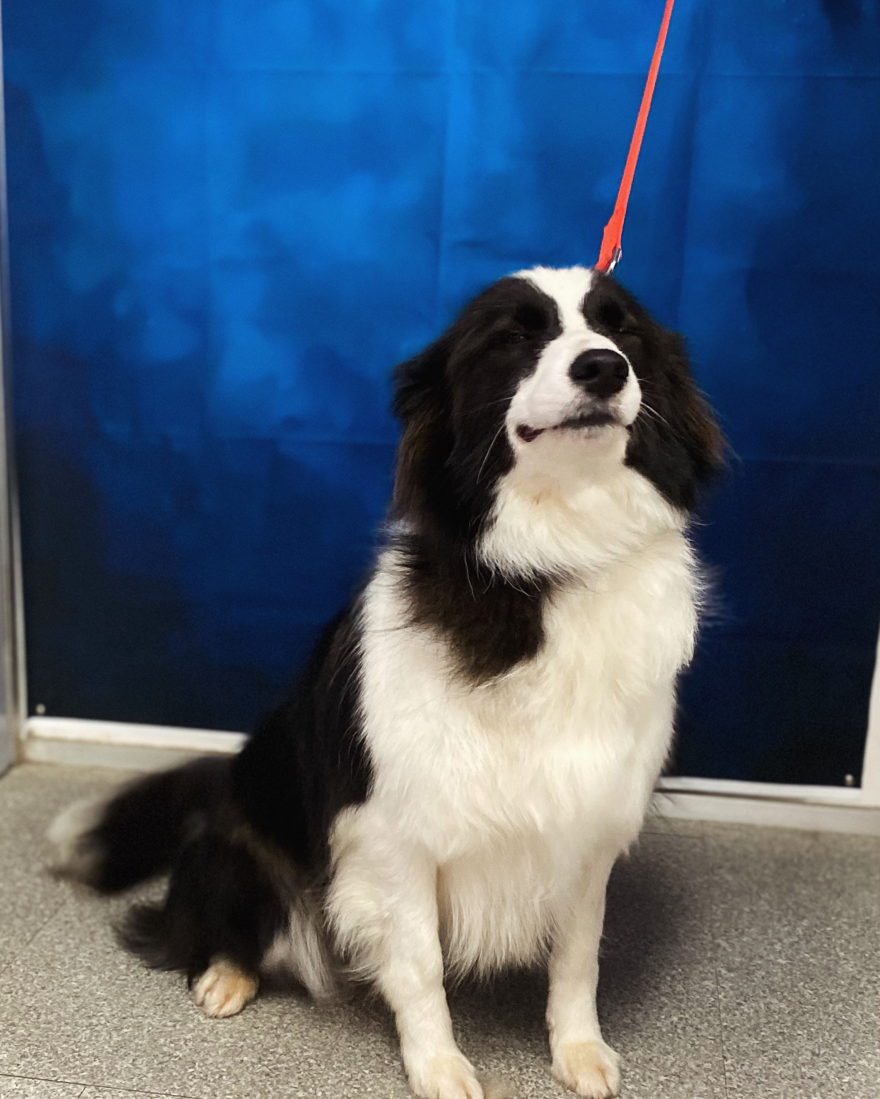 Border Collie