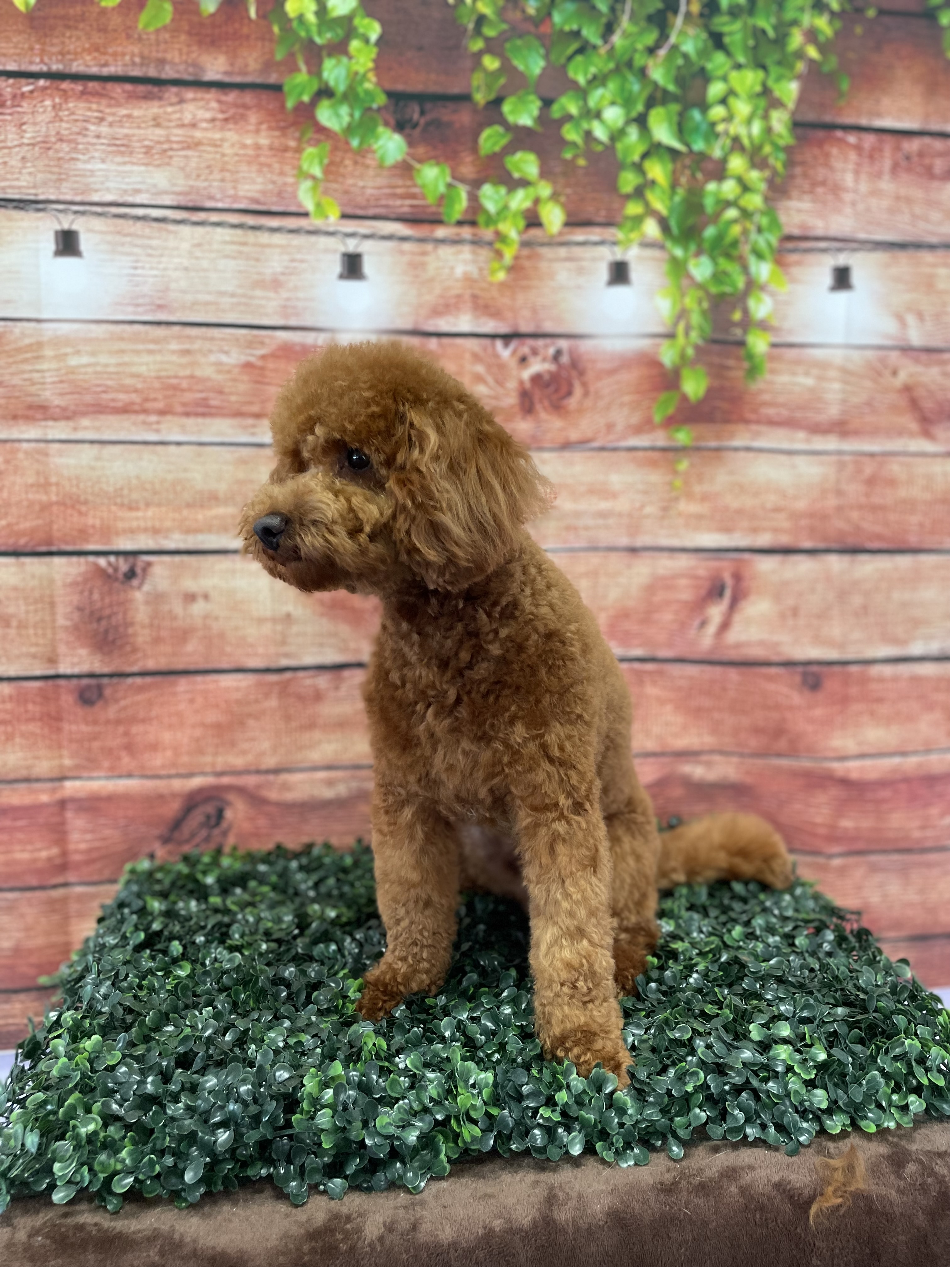 Caniche