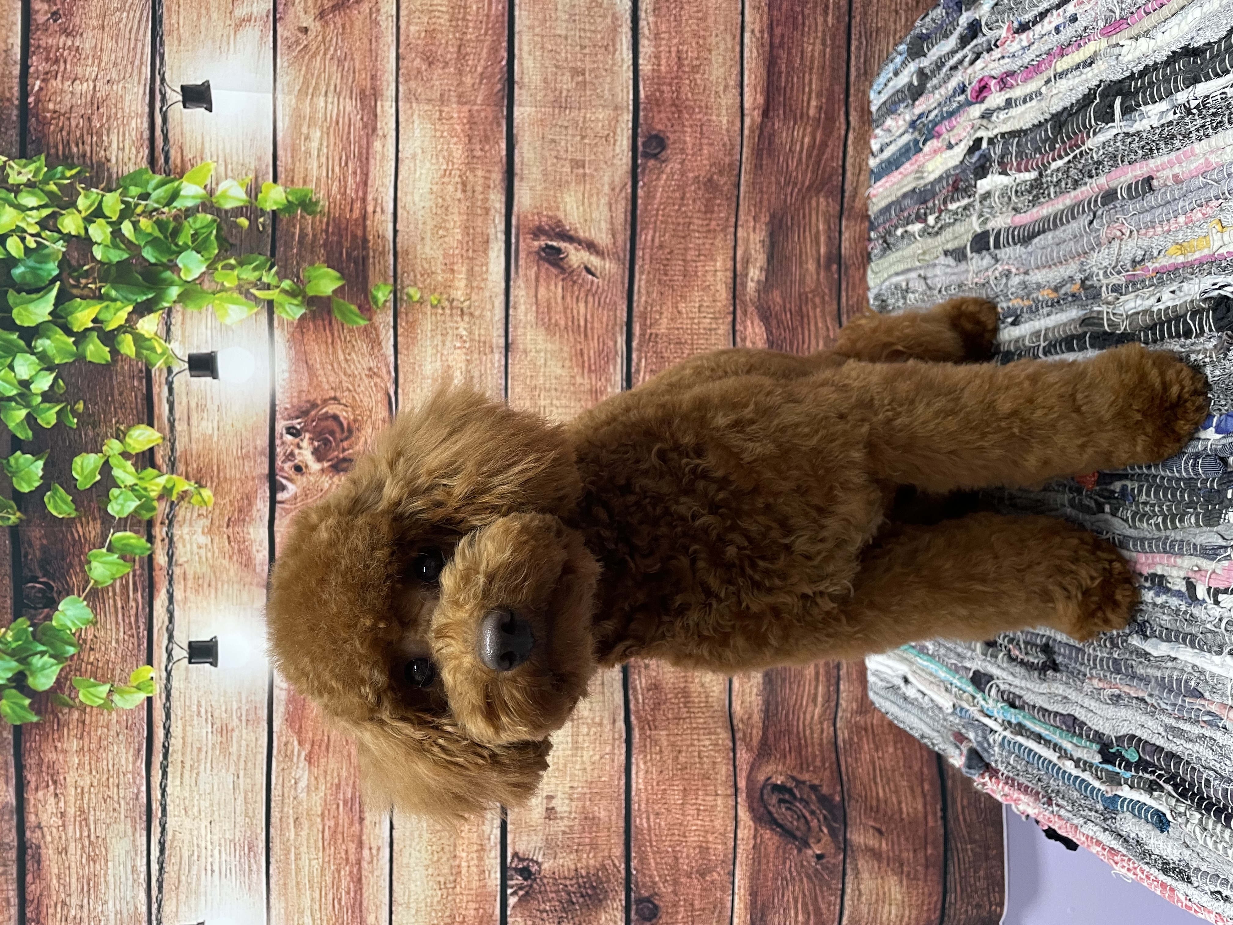 Caniche