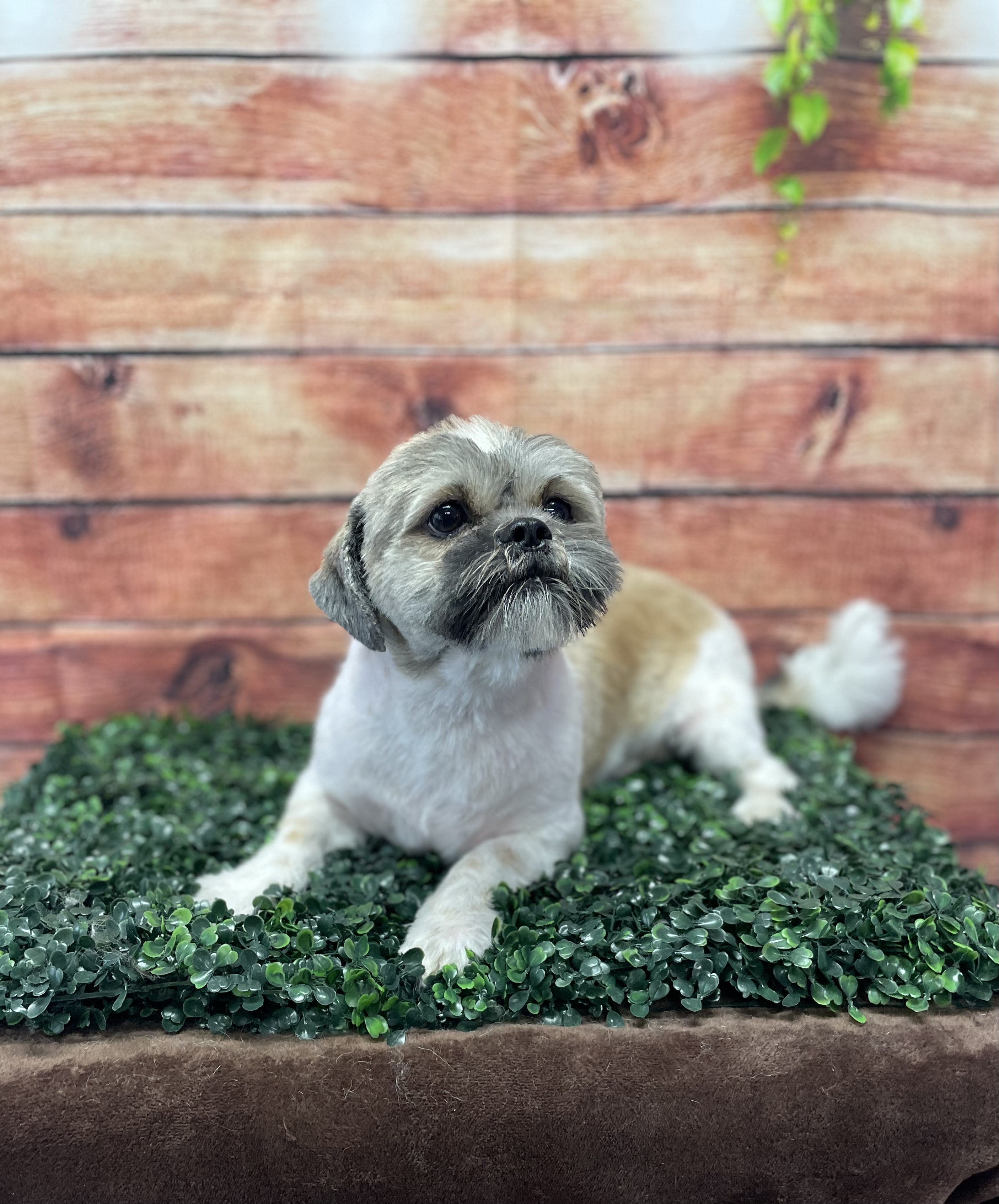 Shih tzu