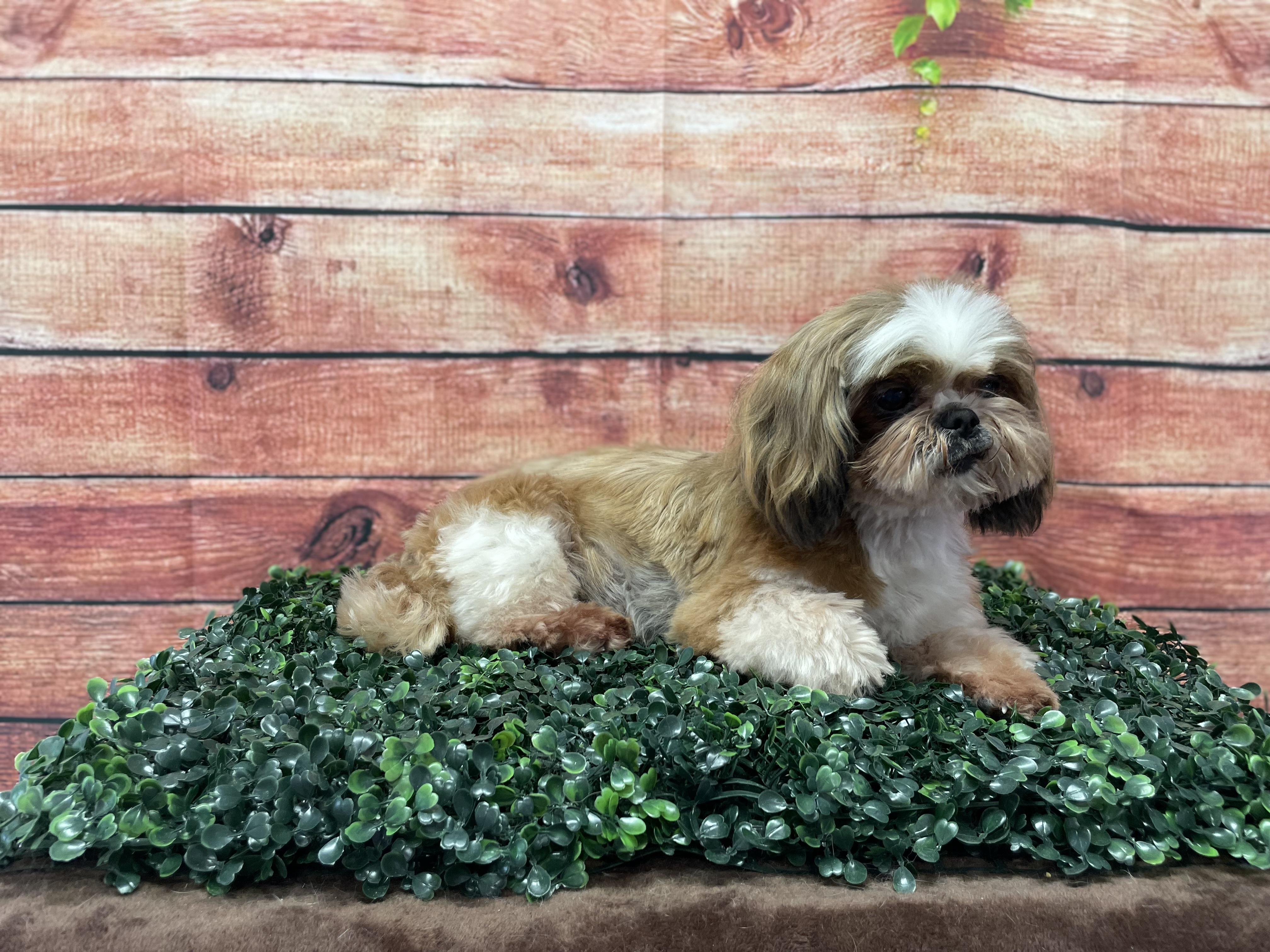 Shih tzu