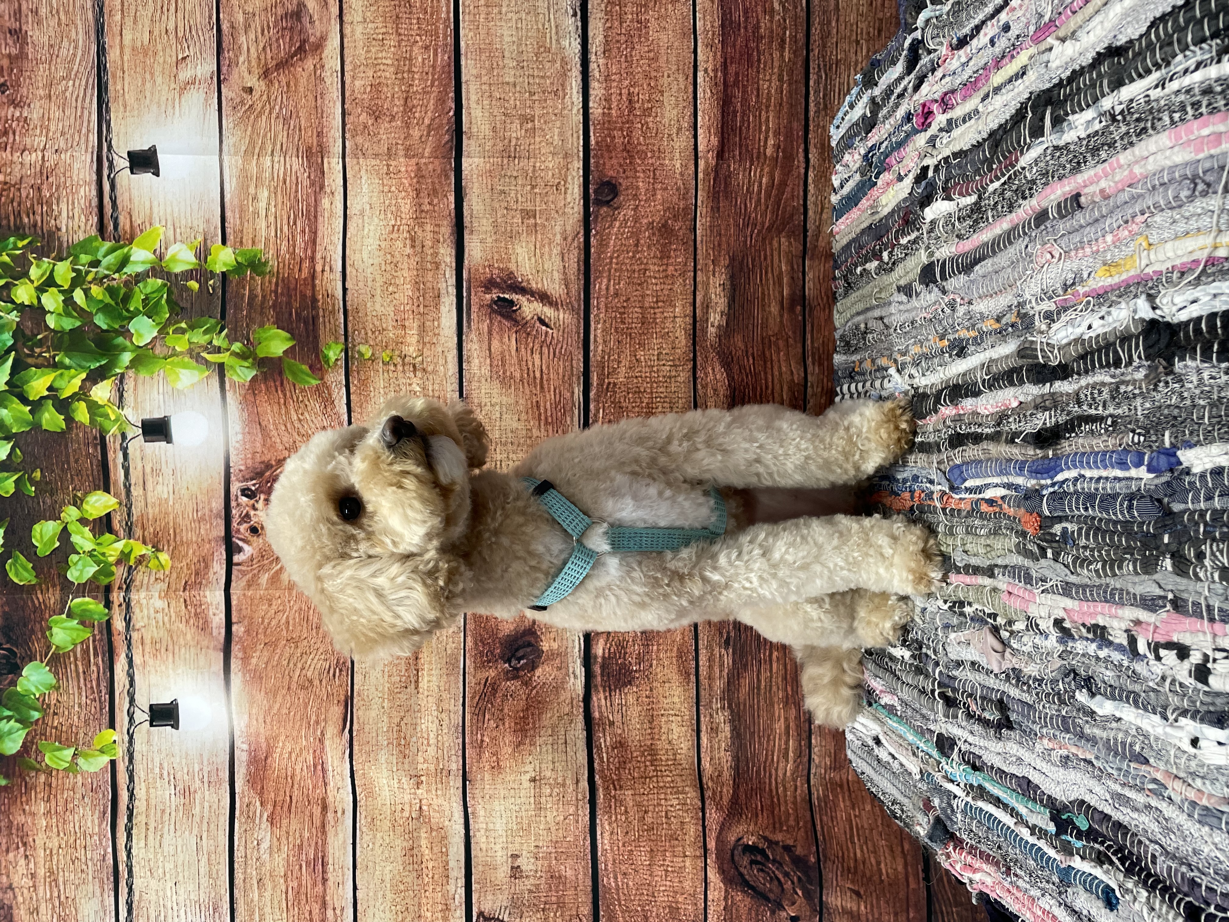 Caniche