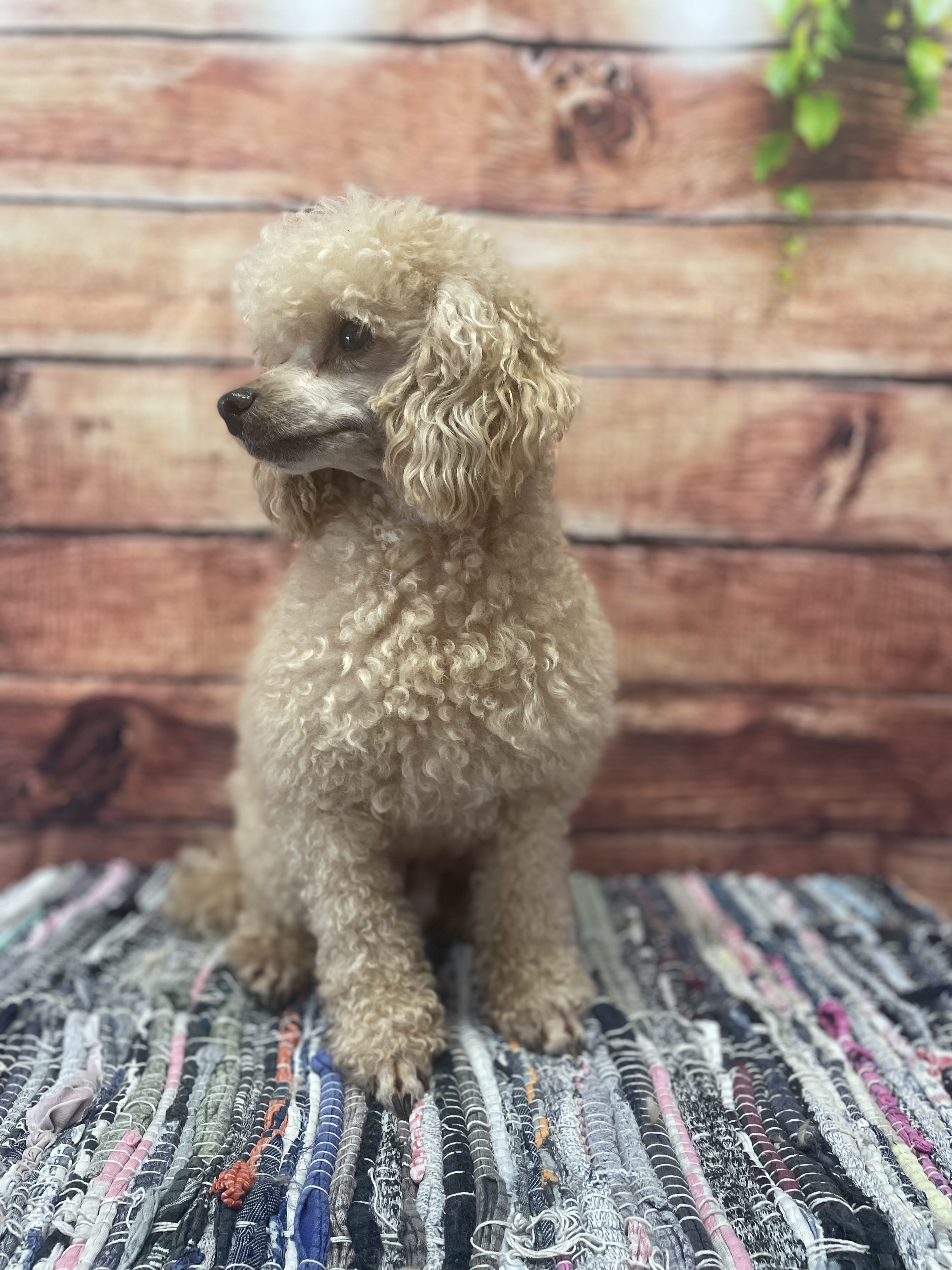 Caniche