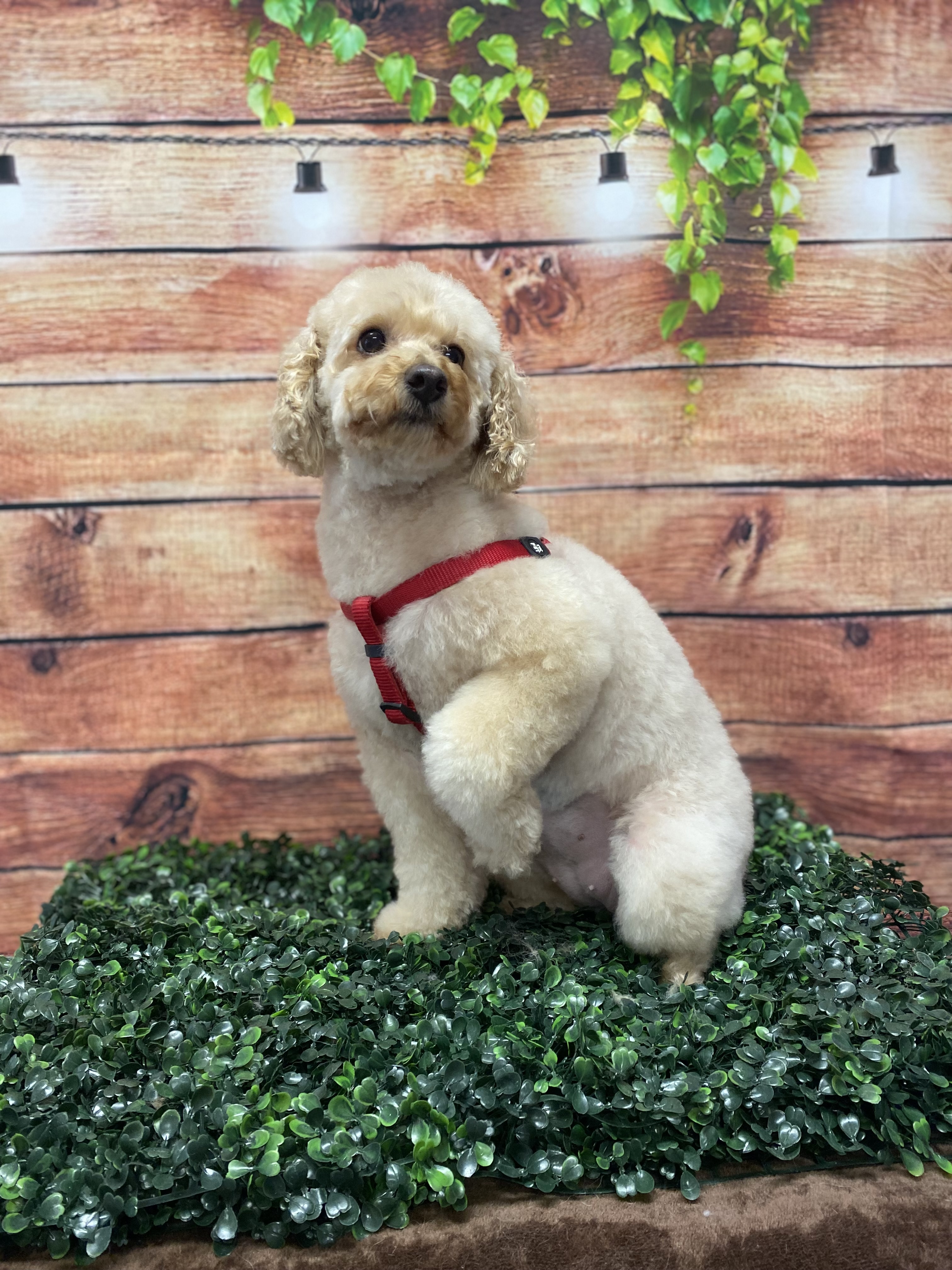 Caniche