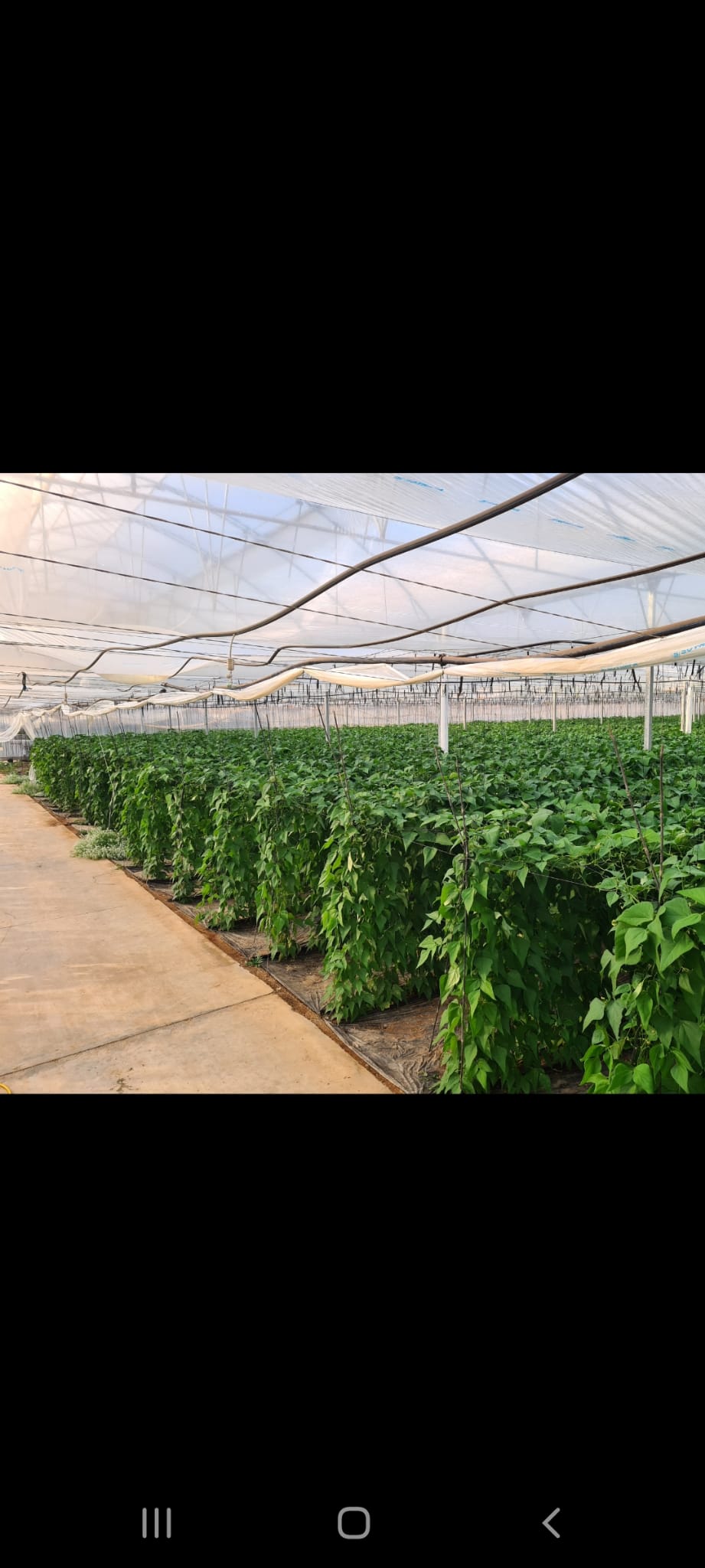 Venta de productos ecológicos en Granada
