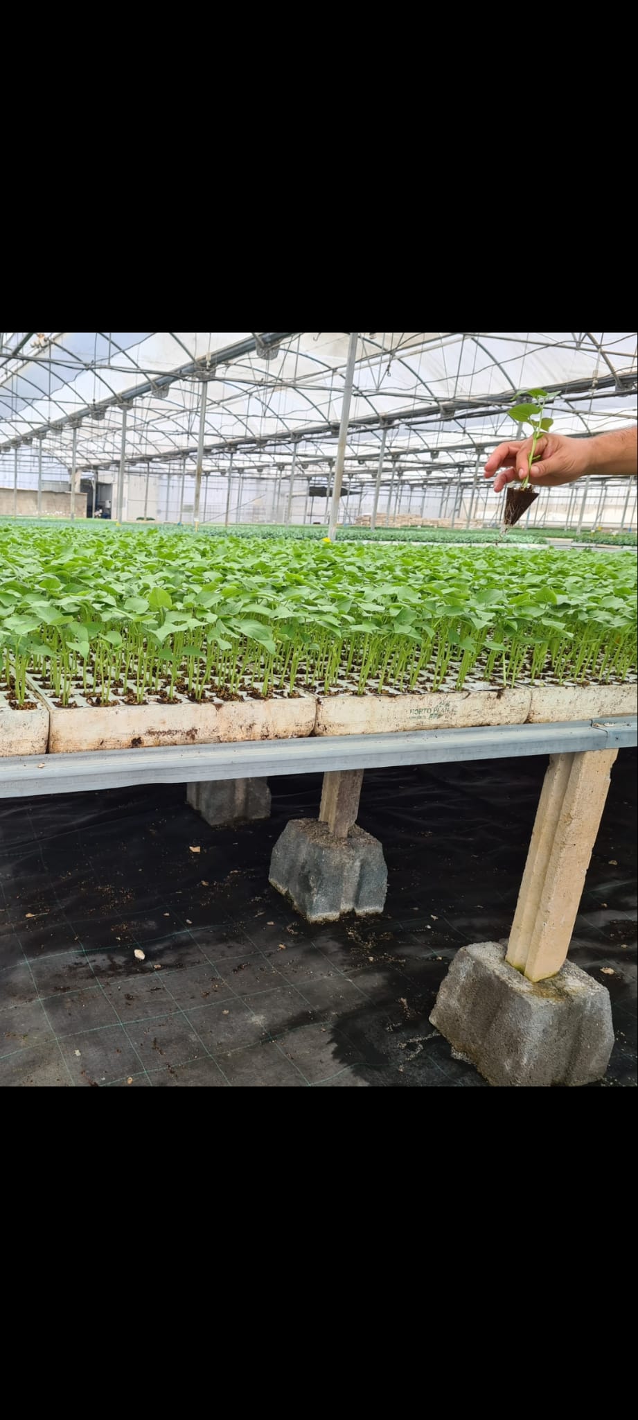Venta directa de productos ecológicos