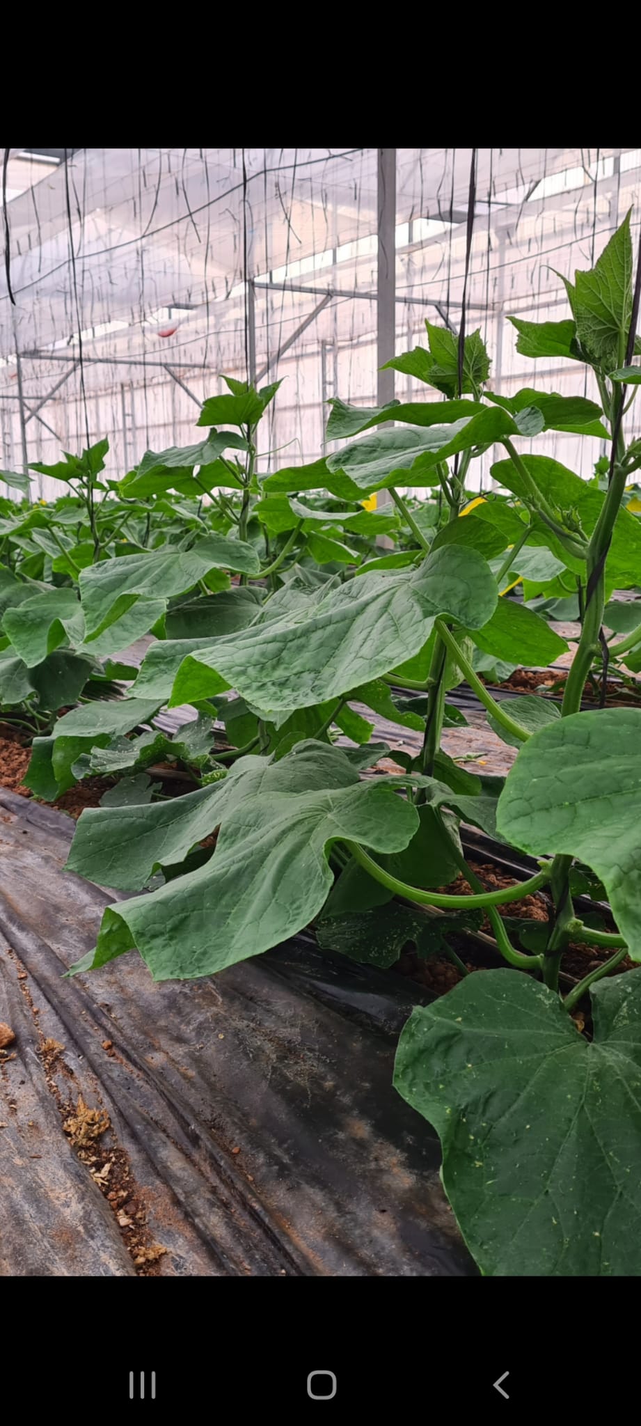 Finca rural de productos orgánicos