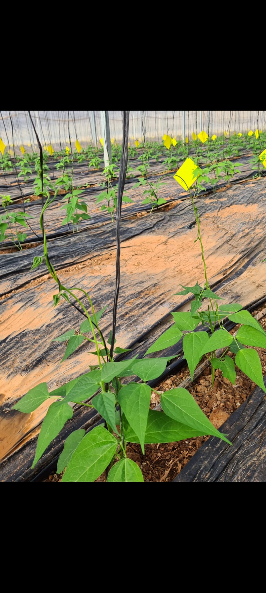 Productos de finca biológica en Granada