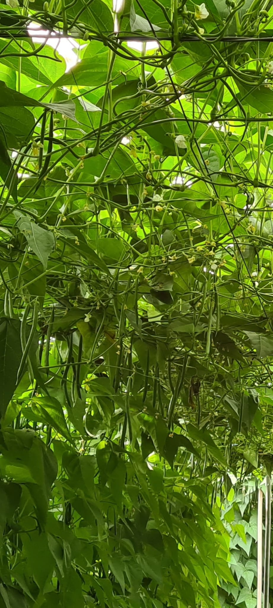 Proveedores de productos ecológicos en Granada