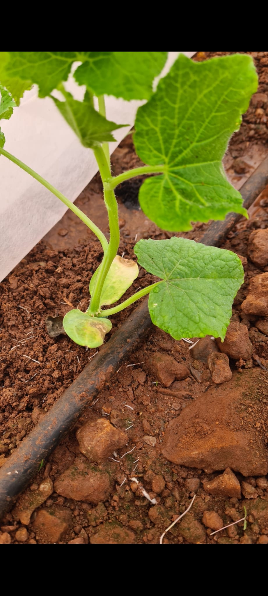 Venta de vegetales biológicos