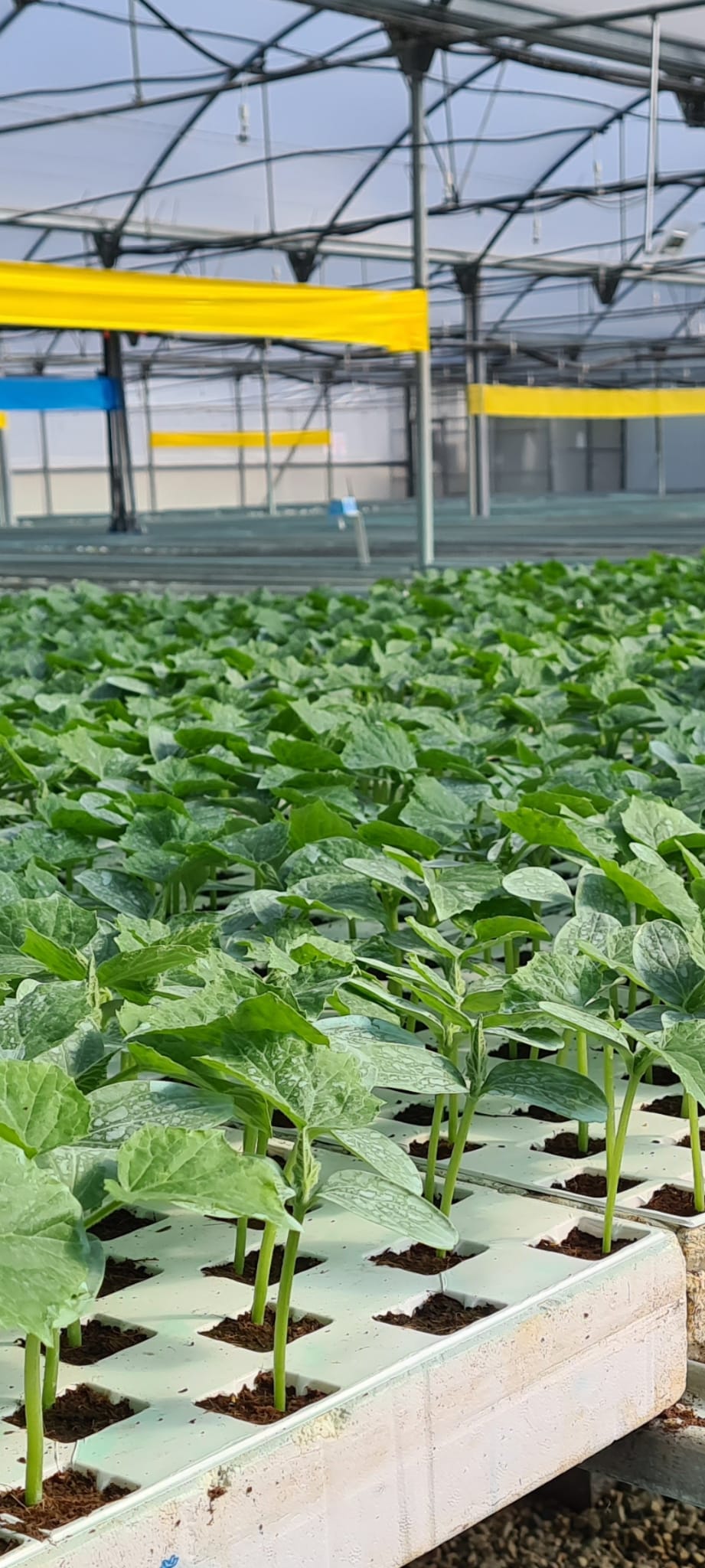Distribuidor de productos ecológicos
