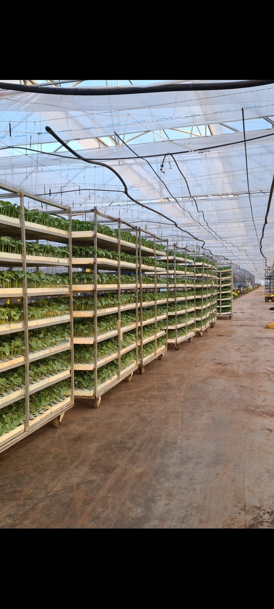 Agricultura orgánica en Granada