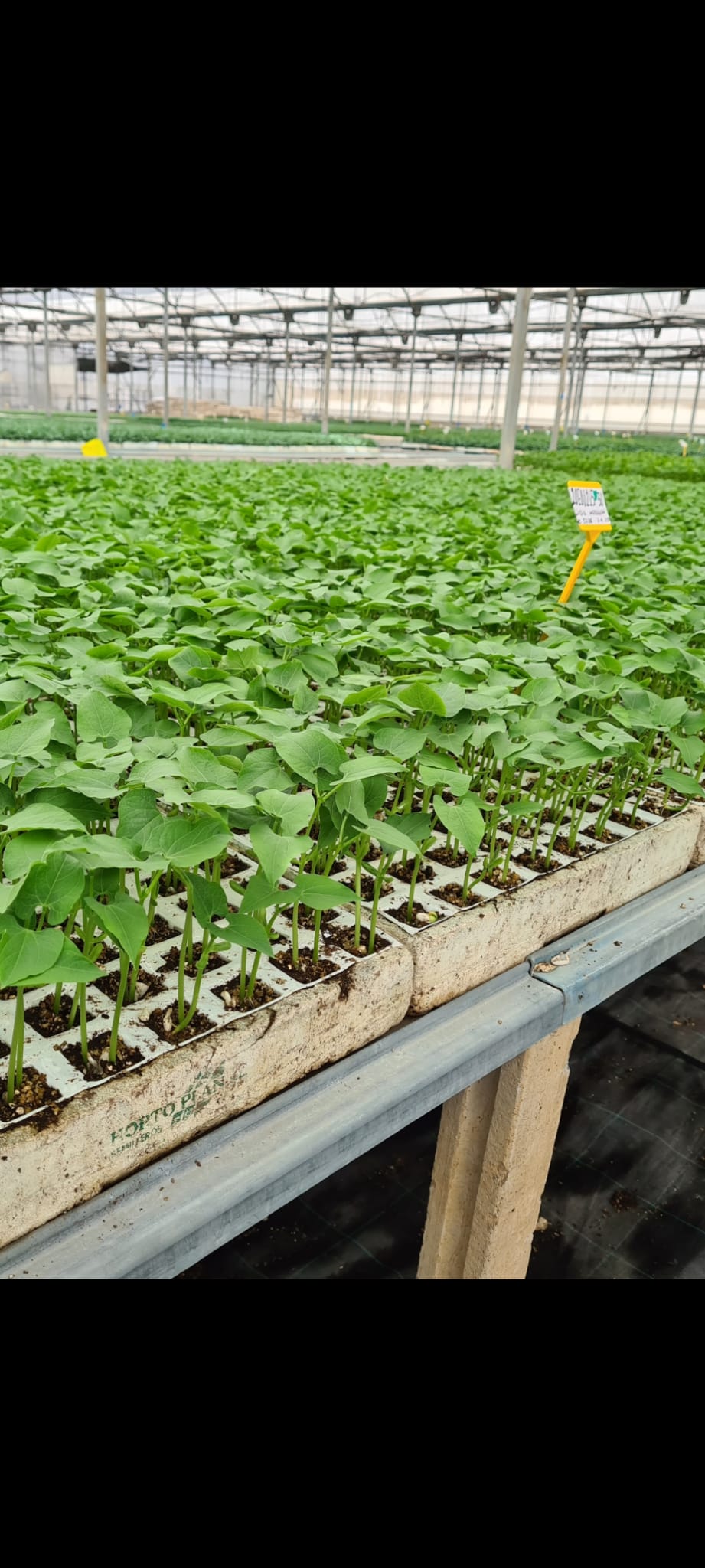 Agricultura ecológica al por mayor