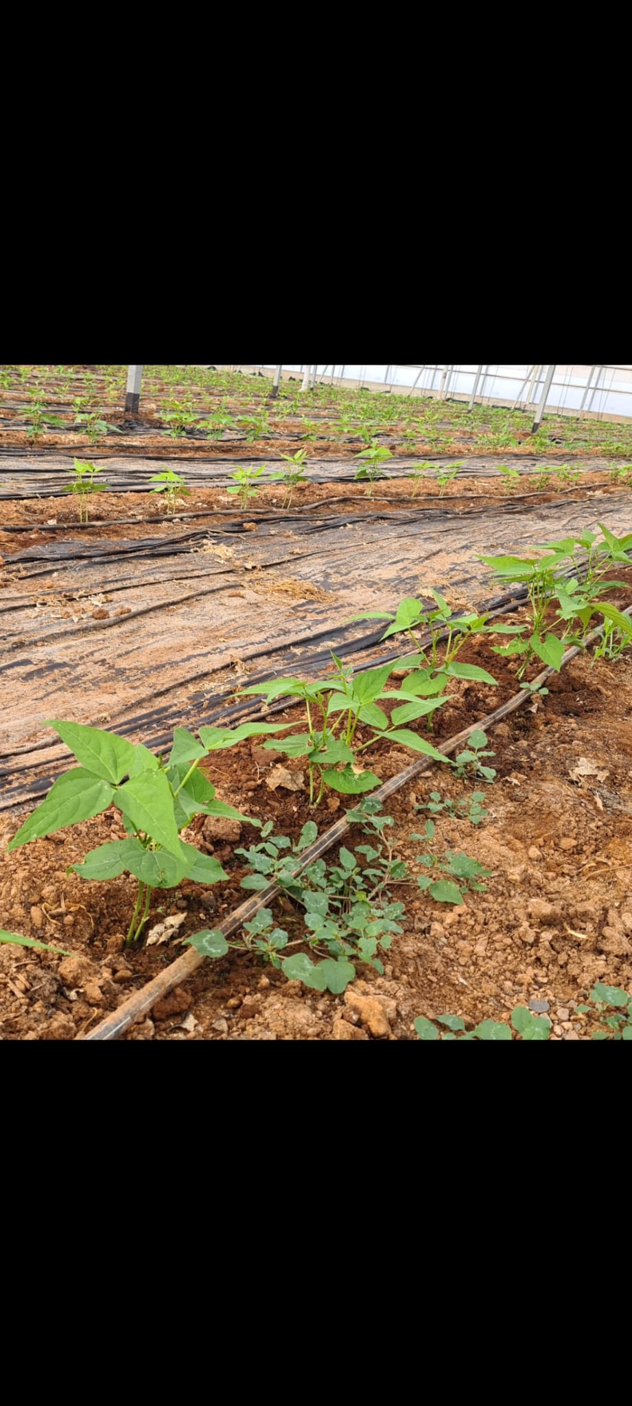 Finca ecológica en Granada