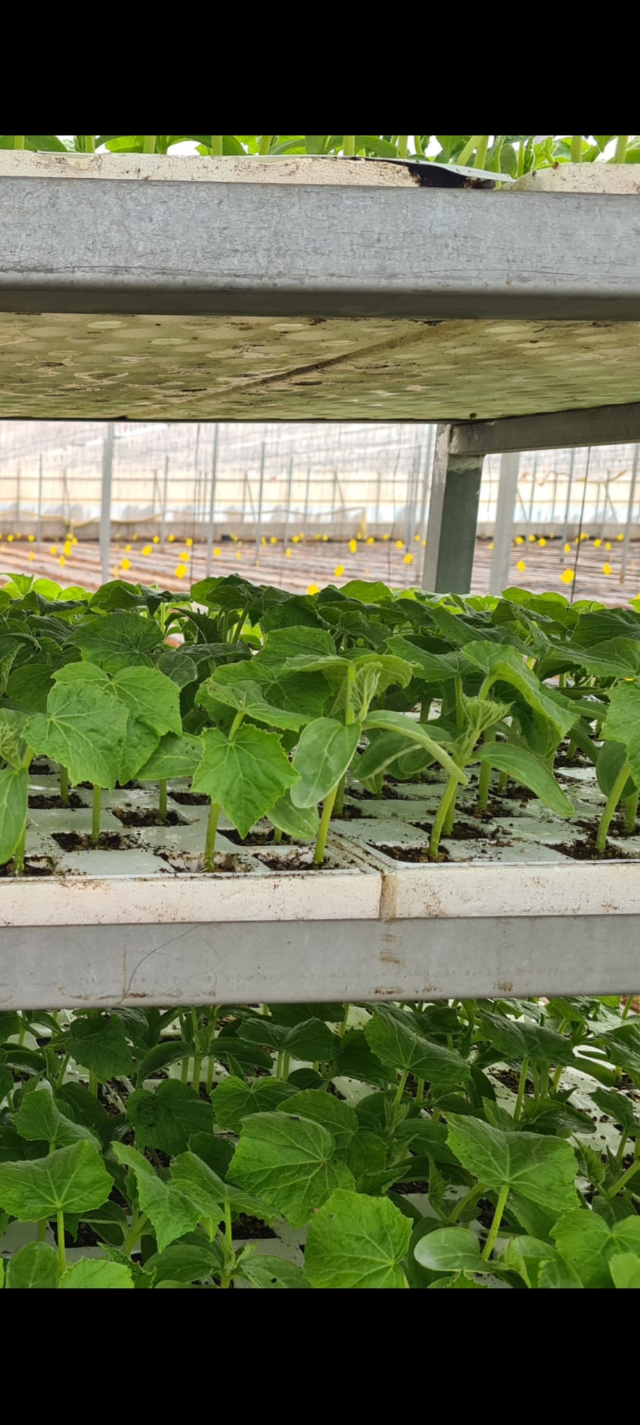 Agricultura biológica al por mayor
