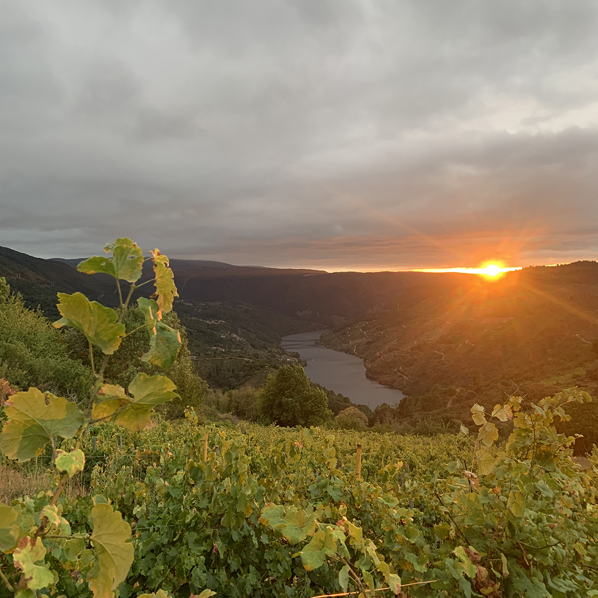 Vinos y licores en Ourense