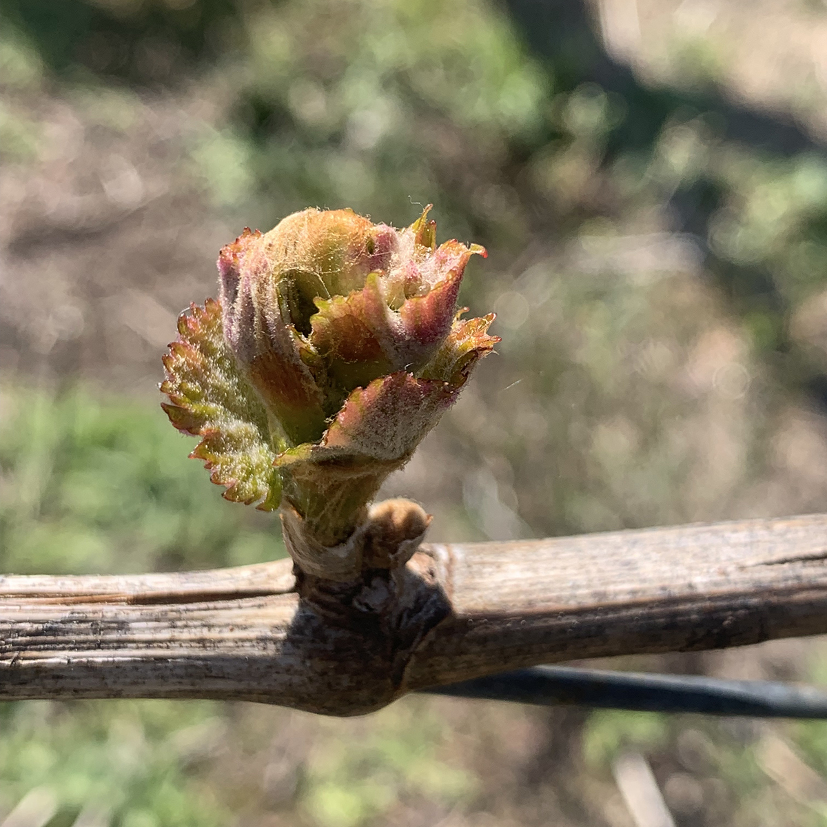 Bodegas de vino en Ourense