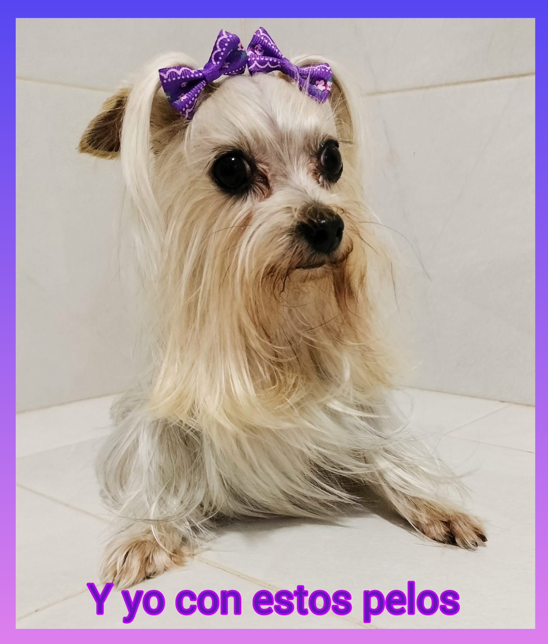 Secado