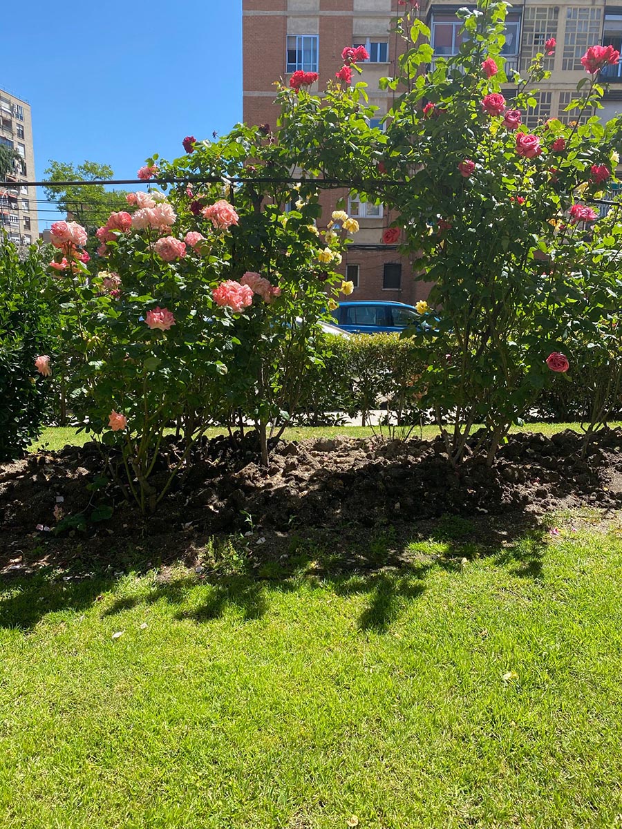 Mantenimiento de jardines en Las Rozas