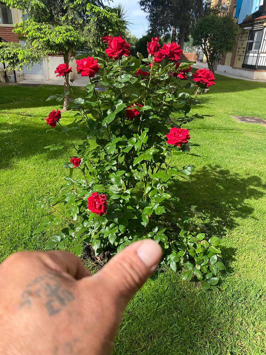 Mantenimiento de jardines en Madrid