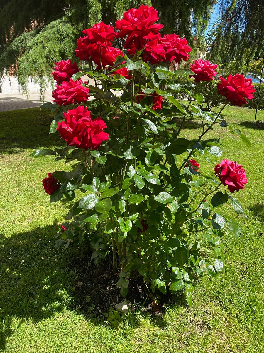 Mantenimiento de jardines en Pozuelo de Alarcón