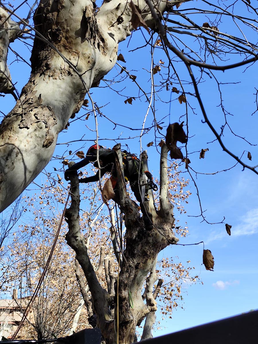 Mantenimiento de jardines en Las Rozas