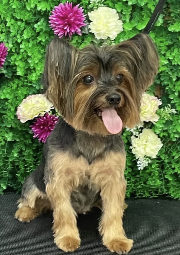 peluqueria perros en Tenerife