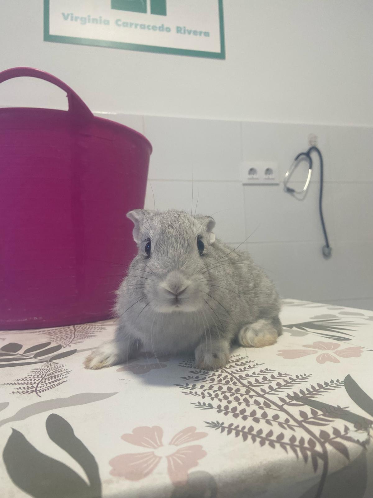 clínica veterinaria en Oliva de la Frontera