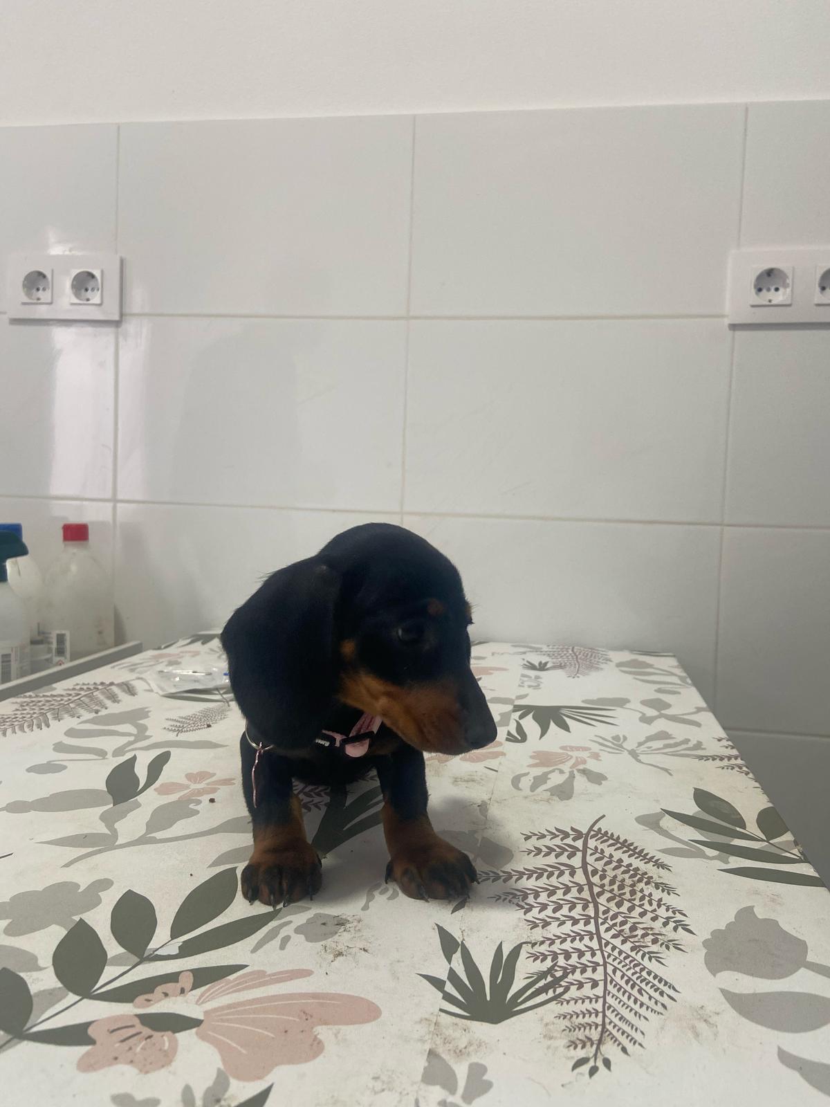veterinario a domicilio en Oliva de la Frontera