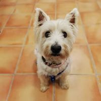 Veterinario urgencias Caldes de Montbui