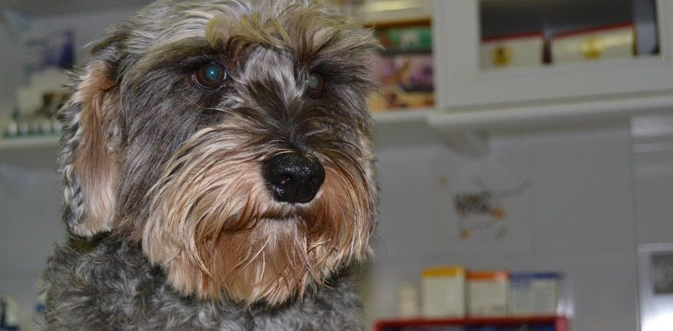 Peluquería para tu mascota en Humanes de Madrid
