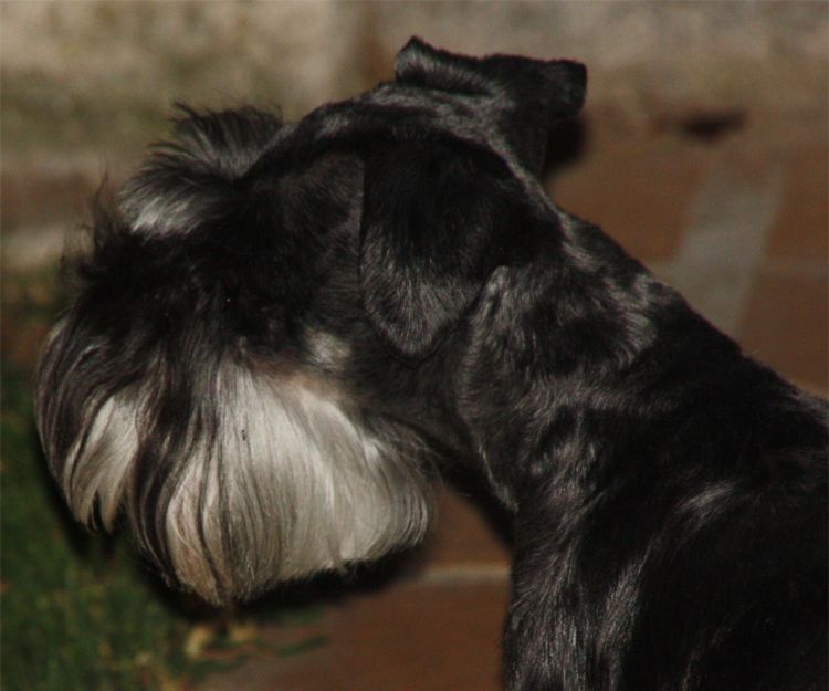 Venta de fox terrier campeón y con pedigrí en Paracuellos del Jarama