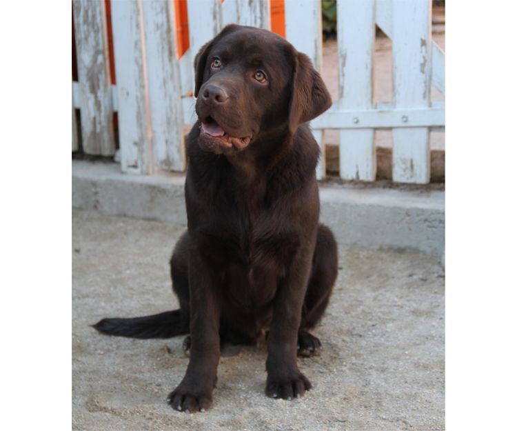 Perro raza labrador adulto con pedrigrí y campeón en Paracuellos del Jarama