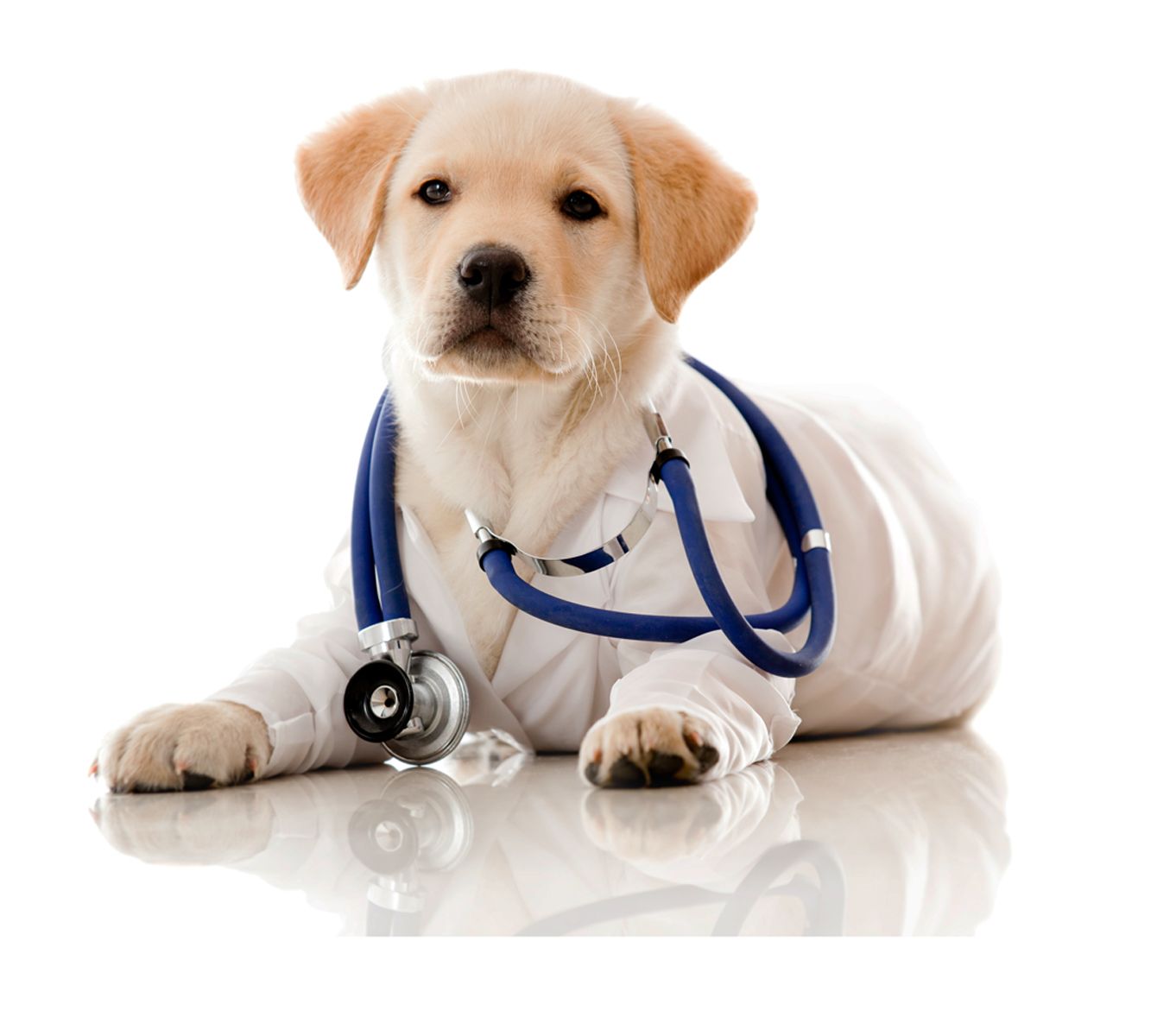 Medicina natural para animales en Madrid
