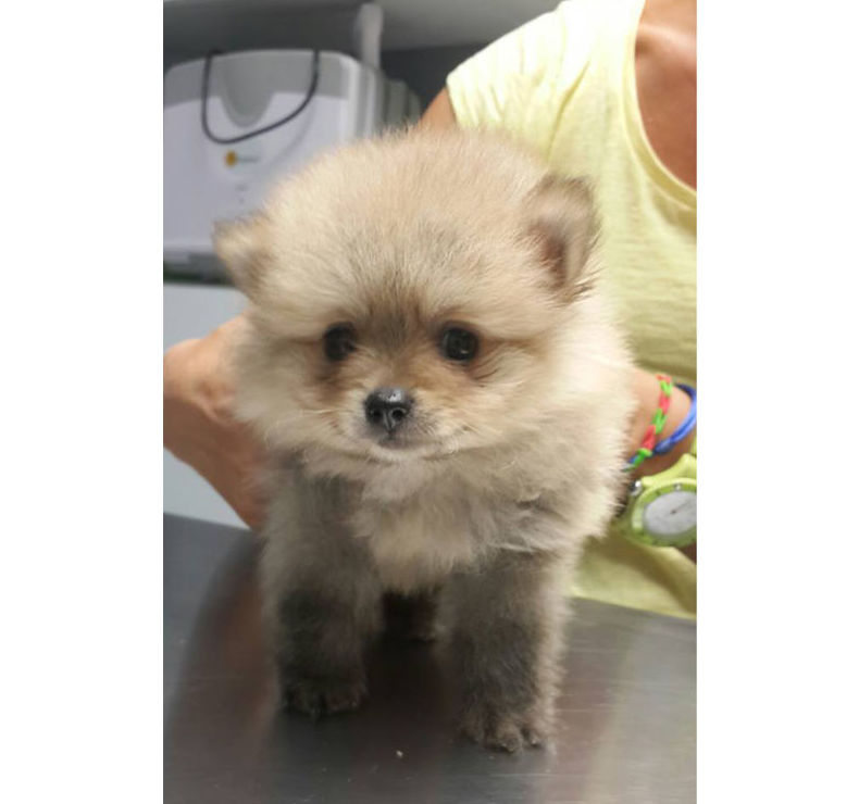 Cachorro de Pomerania en su primera vacuna