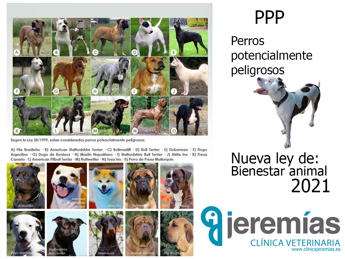Doctor en Filosofía Suposición pulgar Clínica veterinaria en Alicante | Clínica Jeremías